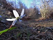 Alla Madonnina del Costone con Corna Bianca e con tanti fiori da Salmezza-3apr23 - FOTOGALLERY